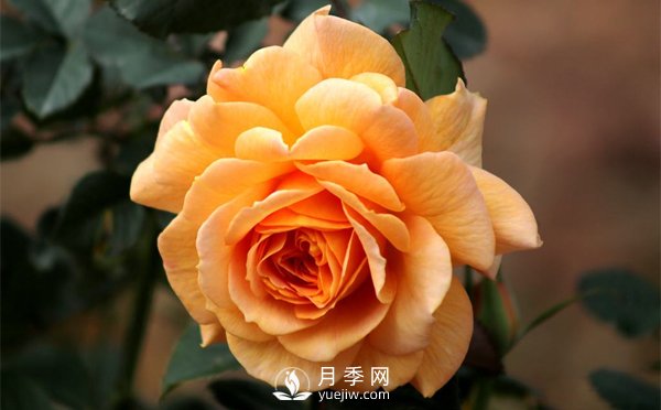 盆栽月季樹(shù)插穗、新栽苗、生長(zhǎng)期如何修剪？(圖1)