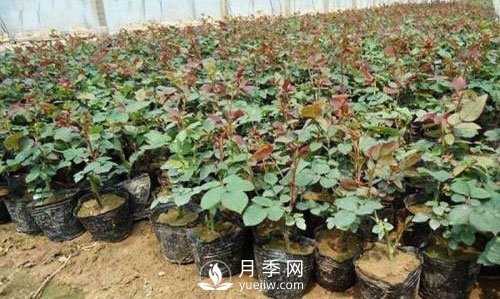 南陽(yáng)盆栽月季花苗批發(fā)(圖1)