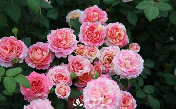 藤本月季在種植的時(shí)候要按照什么樣的方法步驟來進(jìn)行呢？(圖1)