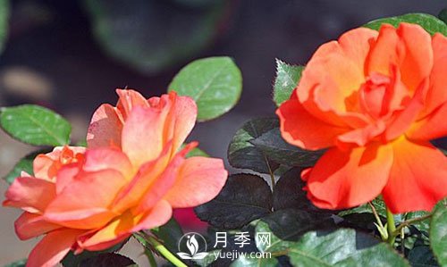 南陽大花月季在種植時要注意哪些問題呢？(圖1)