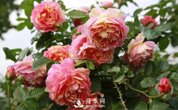 月季該如何栽培管理，養(yǎng)殖方法又是什么呢？(圖1)