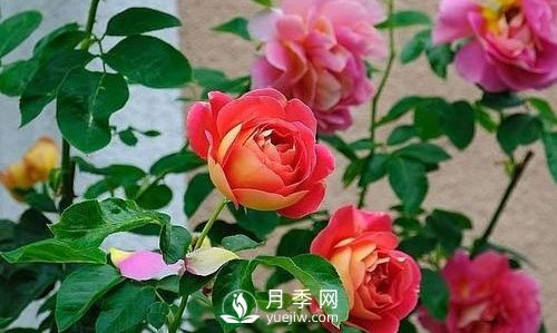 德州大花月季在日常中，怎么嫁接育苗和管理？(圖1)