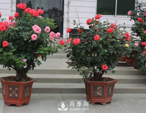 如何讓盆栽月季植株大，枝頭多，開滿盆常開不?。?圖1)