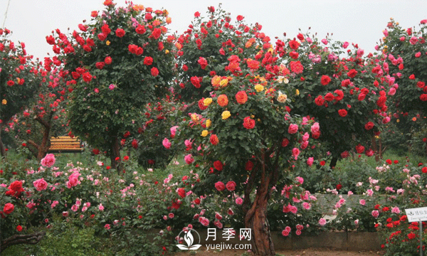 怎樣有效的防治園林月季樹黑斑病害？(圖1)