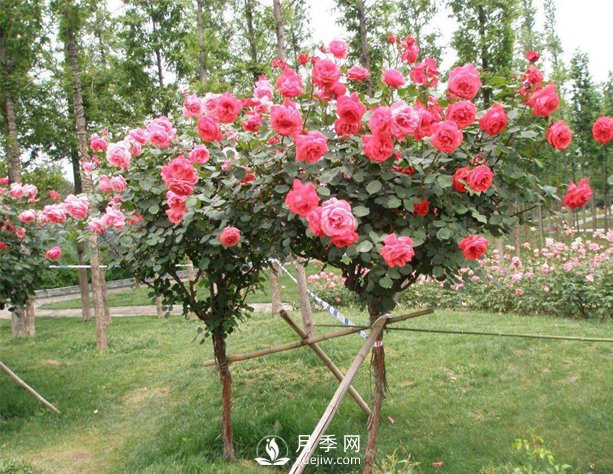 如何防治樹(shù)狀月季霉心病？(圖1)