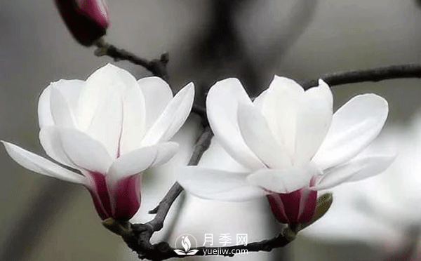 想要盆栽白玉蘭如期開花這兩點(diǎn)很重要(圖1)