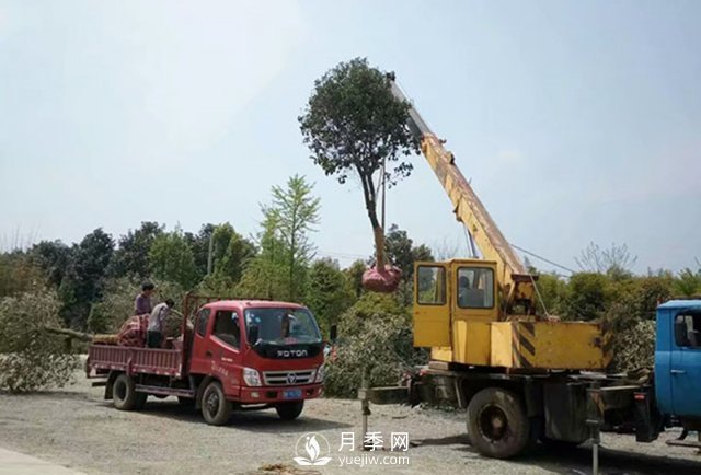 大規(guī)格苗木裝運技巧，移植技術有哪些技巧？(圖2)