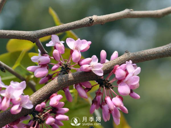 為何巨紫荊價(jià)格不菲，銷量卻很樂(lè)觀？(圖1)