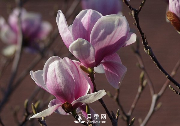 如何區(qū)分廣玉蘭、白玉蘭和二喬玉蘭？(圖3)