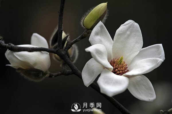 如何區(qū)分廣玉蘭、白玉蘭和二喬玉蘭？(圖2)