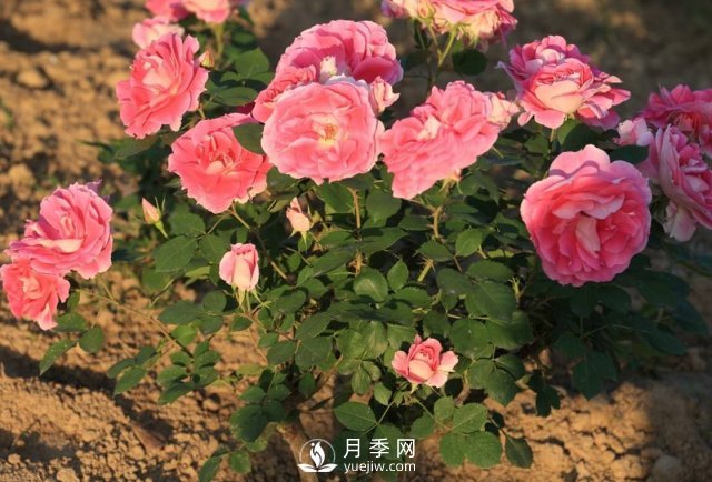 移植月季需要特別注意什么？(圖1)