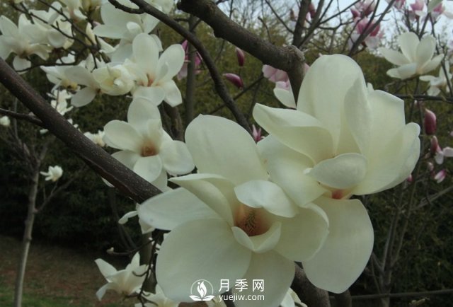 黃玉蘭和白玉蘭的不同，河南白玉蘭基地為你一一介紹(圖1)