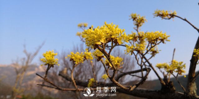 河南山茱萸有沒有成為園林常用苗的實力？(圖1)