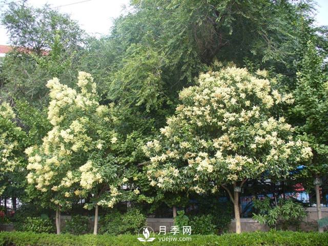 如何讓河南大葉女貞生長(zhǎng)的更加優(yōu)質(zhì)？(圖1)