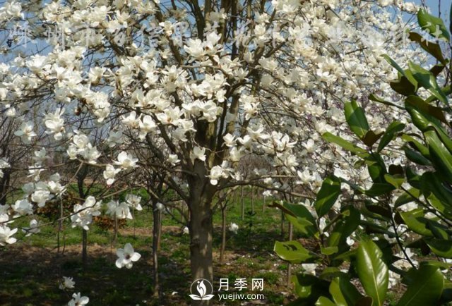 白玉蘭不僅“顏值”高，而且生態(tài)功能強(qiáng)大！(圖1)