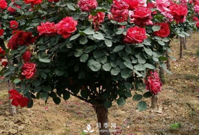 南陽(yáng)月季種植的條件主要有哪些？(圖1)