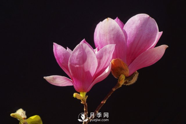 紅玉蘭花寓意是什么？(圖1)
