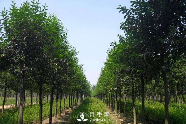 大葉女貞平時(shí)應(yīng)該怎么進(jìn)行養(yǎng)護(hù)？(圖1)