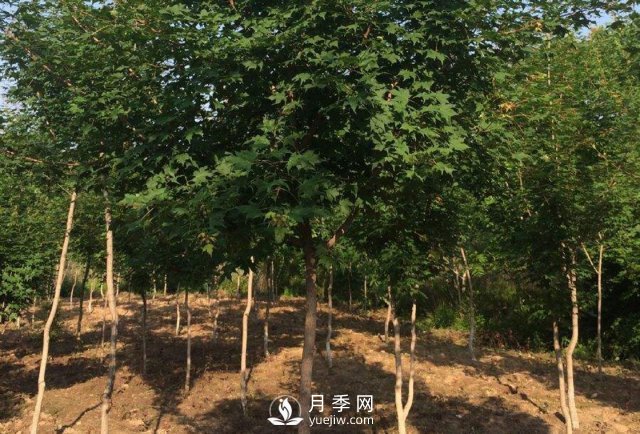 移植優(yōu)質(zhì)五角楓的訣竅你了解嗎？(圖1)