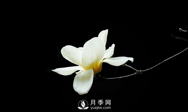 盆栽種植白玉蘭，這幾項不能忽視(圖1)