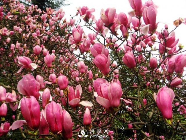 紅玉蘭深受人們喜愛，那么它的主要繁殖方法是什么？(圖1)