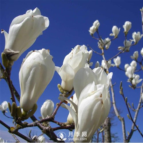 萬物復(fù)蘇時節(jié)，春的信使——白玉蘭悄然開放(圖1)
