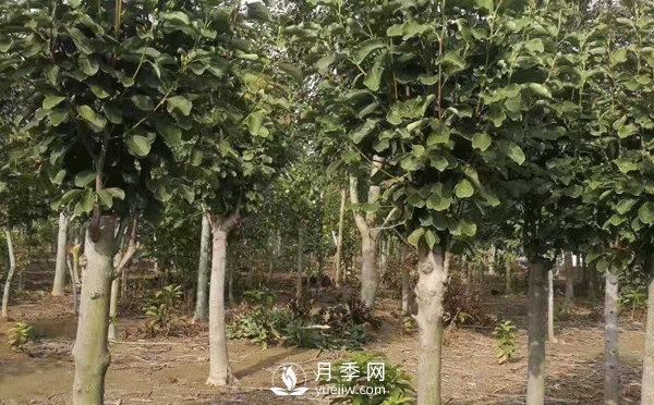 8-15公分紅白黃玉蘭量大，還有嬌紅一號，需要的朋友趕快聯(lián)系哦(圖2)