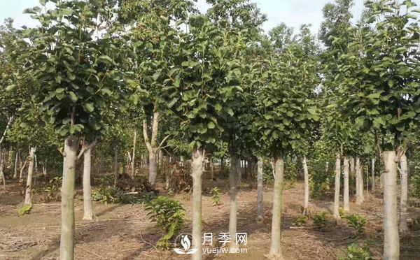 8-15公分紅白黃玉蘭量大，還有嬌紅一號，需要的朋友趕快聯(lián)系哦(圖1)
