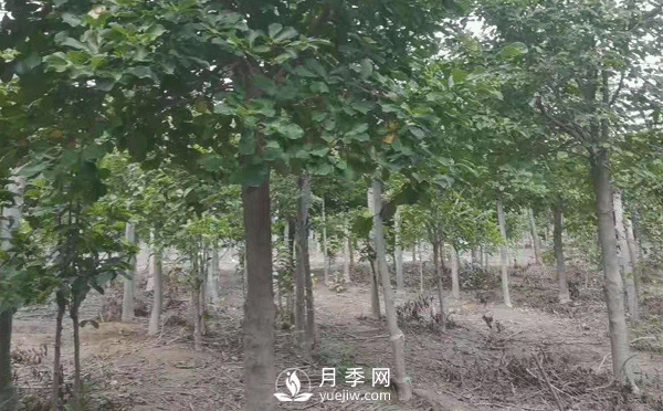 8-15公分紅白黃玉蘭量大，還有嬌紅一號，需要的朋友趕快聯(lián)系哦(圖4)