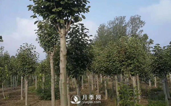 8-15公分紅白黃玉蘭量大，還有嬌紅一號，需要的朋友趕快聯(lián)系哦(圖3)