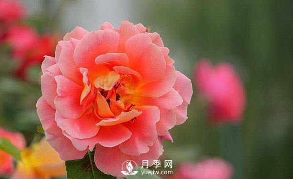 河南月季基地是怎樣防治介殼蟲病害的？(圖1)