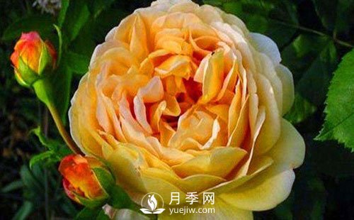 月季基地告訴你這四個原因容易導致樹狀月季枯死(圖1)