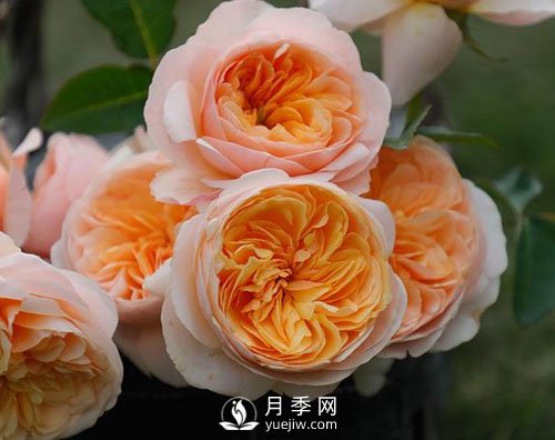 南陽月季已有千年歷史，外國人都知道，但許多人不知道！(圖1)