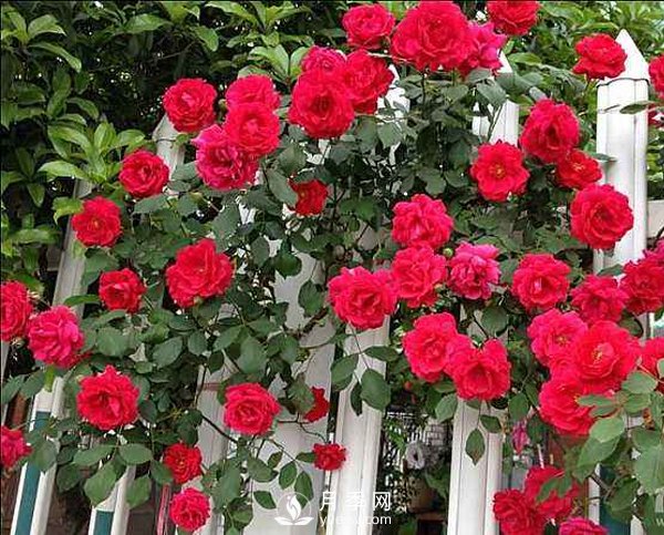 藤本月季依開花習性分一季性開花和經(jīng)常開花兩大類(圖1)