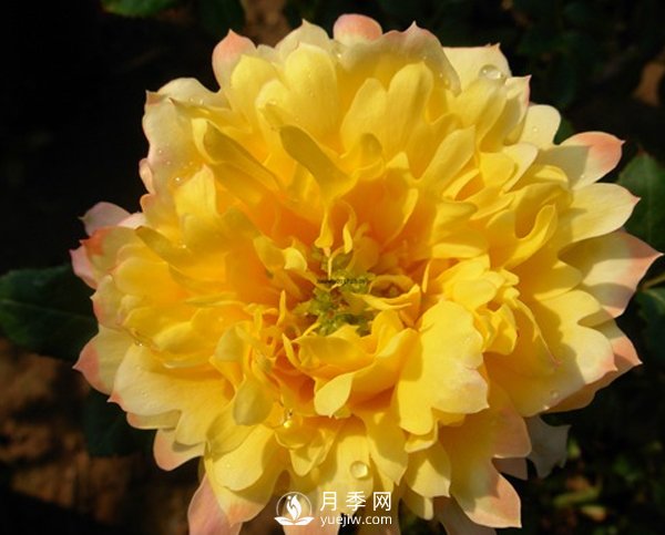 月季葉片發(fā)黃不止一個原因，不對癥處理后果很嚴重！(圖1)