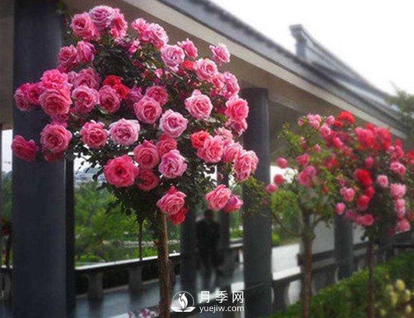 春天月季只長(zhǎng)葉子不開花是哪里養(yǎng)殖出問題了(圖1)