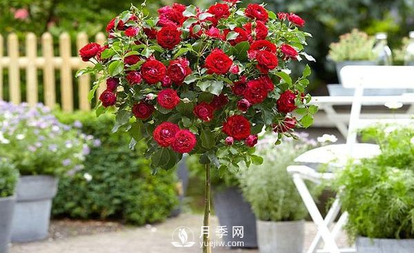 南陽月季苗木基地講述月季花養(yǎng)殖該如何選擇花盆和盆土？(圖1)