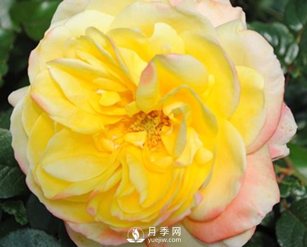如何防治南陽月季霉心病？(圖1)