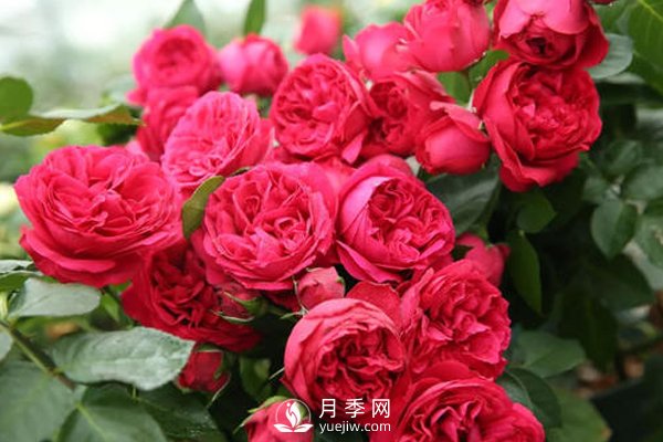 月季扦插如何防“假活”你知道嗎？(圖1)