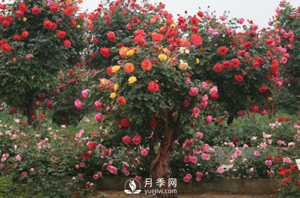 月季不同的季節(jié)養(yǎng)護(hù)需要不同的技巧？秋季該如何養(yǎng)殖(圖1)