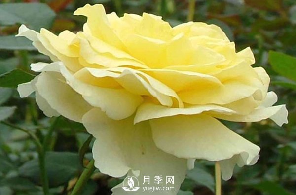 要想種好月季需要謹(jǐn)慎處理好哪些問題？(圖1)