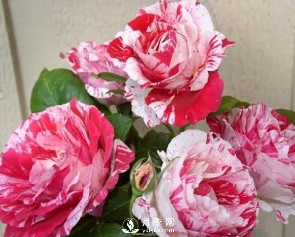 月季種植期的養(yǎng)護(hù)，和玫瑰的方法一樣嗎？(圖1)