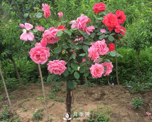 多色樹狀月季，在嫁接時候要注意的小細節(jié)(圖1)