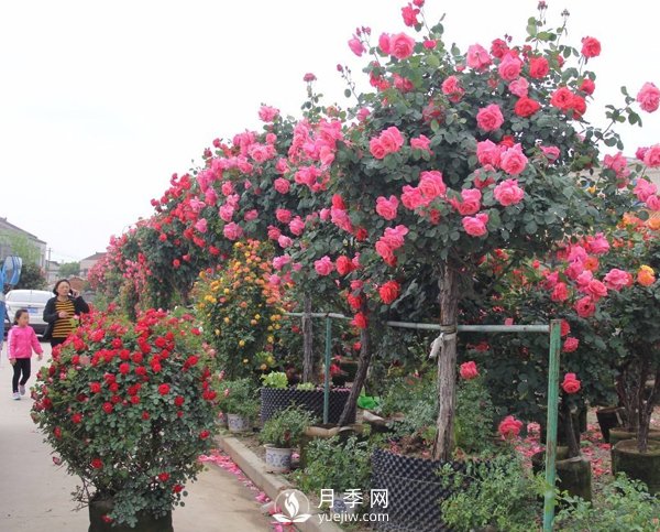 南陽樹狀月季冬季長小芽要怎么辦？(圖1)