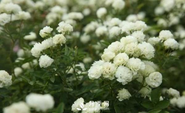 怎樣防治南陽月季黑斑病病害？(圖1)
