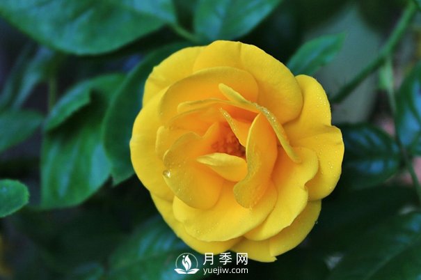 怎樣能使南陽盆栽月季花期長、開大花？(圖1)
