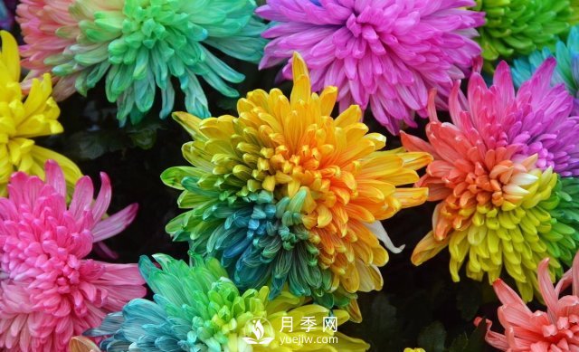 新品推薦彩虹菊，色彩鮮艷，如何養(yǎng)護繁殖(圖1)