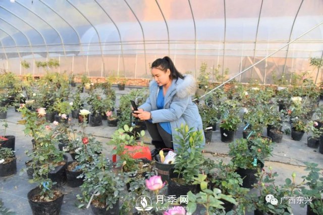 廣西防城港：網(wǎng)絡(luò)直播帶旺月季花銷售 推進(jìn)鄉(xiāng)村振興(圖1)