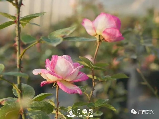 廣西防城港：網(wǎng)絡(luò)直播帶旺月季花銷售 推進(jìn)鄉(xiāng)村振興(圖3)