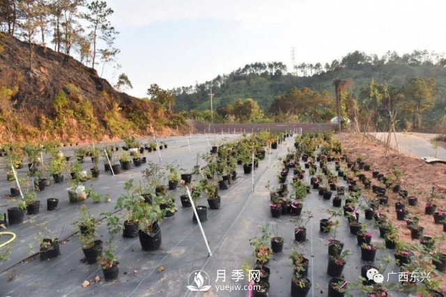 廣西防城港：網(wǎng)絡(luò)直播帶旺月季花銷售 推進(jìn)鄉(xiāng)村振興(圖2)